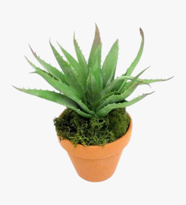 Agave Attenuata Plant - Swan’s Neck Agave - Foxtail - Lion’s Tail Plant
